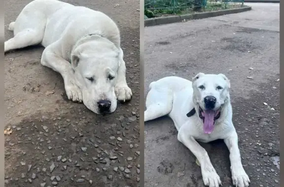 Алабай найден: Совхозная ул, 10, Химки