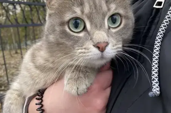 Найдена кошка, Покачи, фото: Кошка найдена, ул. Мира, Покачи