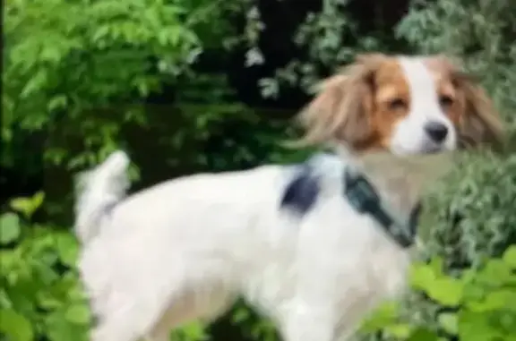 Собаки потеряшки, Псковская область, фото: Потеряшка собака в Ершовской волости