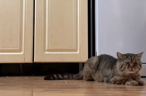 Кошки потеряшки, Тамбов, фото: Потеряшка кошка, ул. Чкалова, Тамбов