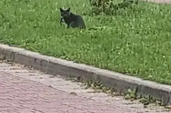Найдена кошка, Москва, фото: Чёрная кошка найдена, Соловьиная Роща 8к1