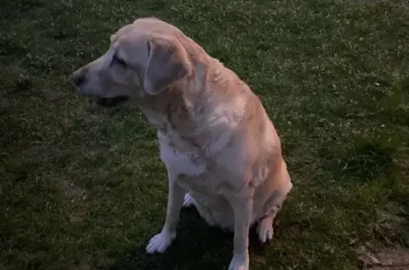 Собаки потеряшки, Вологда, фото: Потеряшка собака, Ярославская 13, Вологда