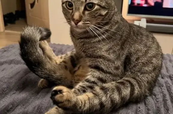 Пропал кот Твикс, Генерала Хлебникова 12