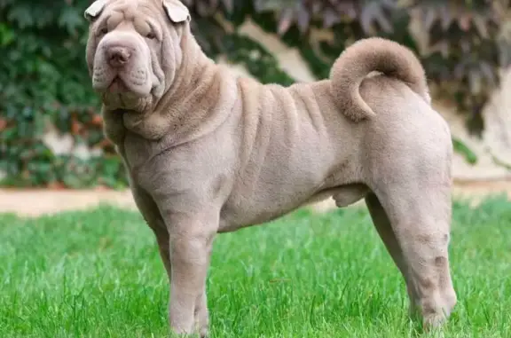 Пропала собака, Брянская ул. 21, Вольск