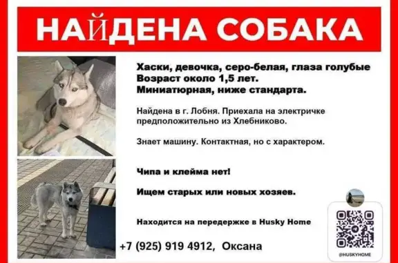 Хаски найдена: Железнодорожная ул., Лобня