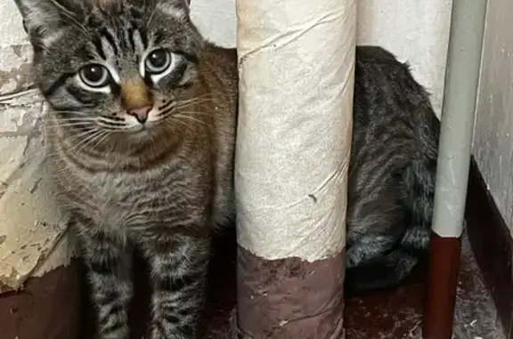 Кошка найдена, Волжский бульвар 25к1