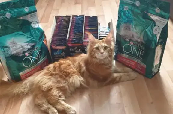 Кошки потеряшки, Оренбург, фото: Потеряшка кошка, ул. Котова, 24, Оренбург