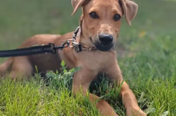 Собаки потеряшки, , фото: Потеряшка собака, Разумное, 14К-61