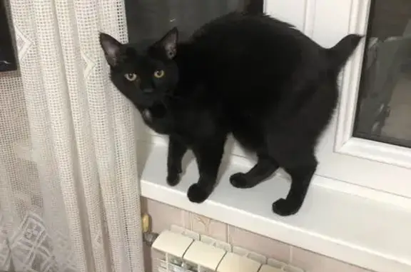 Пропала кошка, 41К-181, Первомайское СП