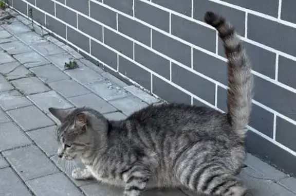 Кошка найдена: Флагманская 3А, Калининград