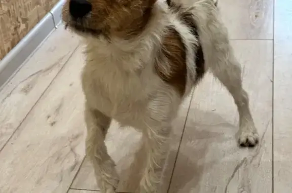 Найдена собака, Нижний Новгород, фото: Собака найдена: пр. Гагарина, 99 к1, НН