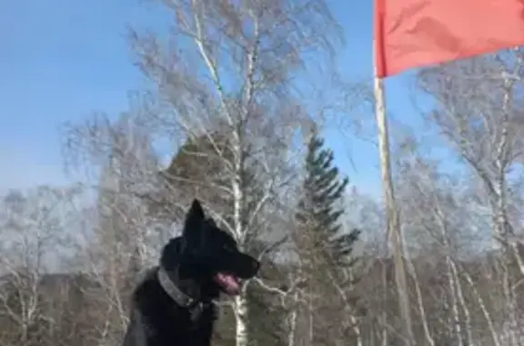 Пропала собака, Курагинская ул., Красноярск