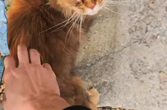 Кошка найдена в Химках, МО