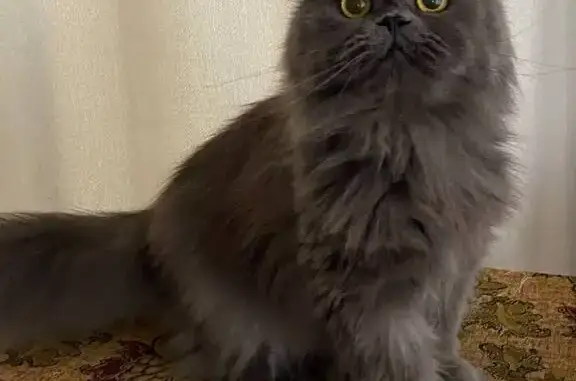 Кошки потеряшки, Брянск, фото: Потеряшка кошка, ул. Софьи Перовской, 14