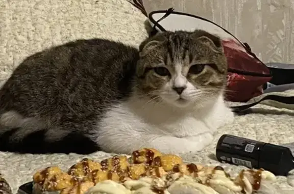 Пропала кошка, Пушкарный пер., 4, Орёл