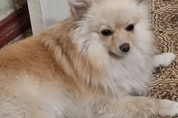 Пропала собака, ул. Титова 51, Невинномысск