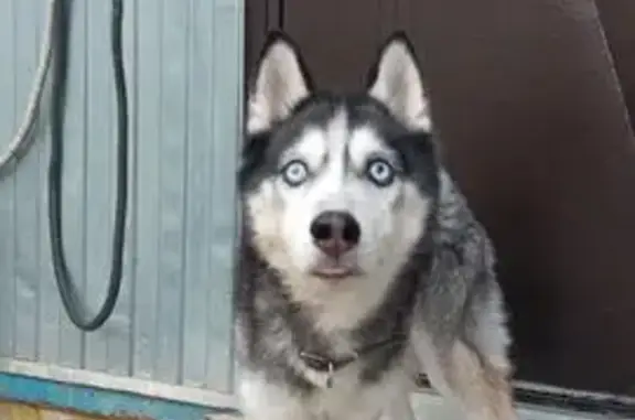 Найдена истощённая собака, Москва, ул. Производственная, 17