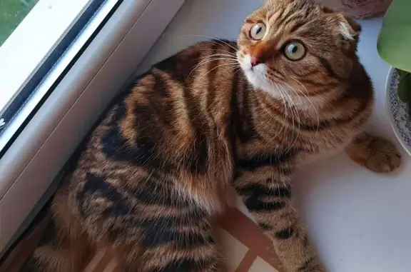 Пропала кошка, Дулат Али 9/2, Казань