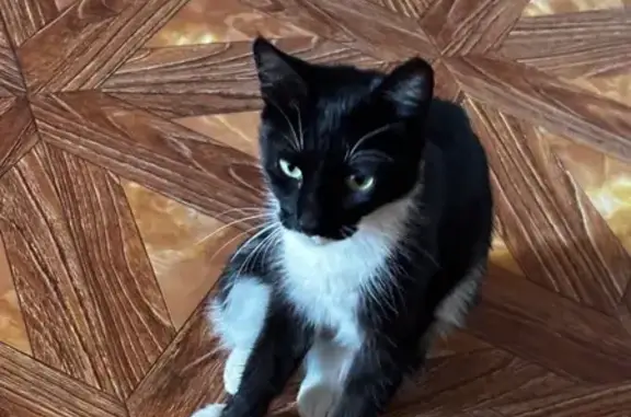 Найдена кошка, Челябинск, фото: Найдена кошка, шоссе Металлургов, 30/1