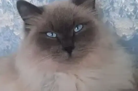 Пропал кот, Крекерная 1/1, Минусинск