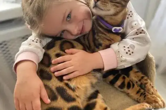 Пропала кошка, Институтская 17, Фрязино