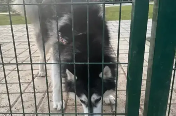 Найдена собака, Оренбург, фото: Хаски найдена в Оренбурге, Оренбургская обл.