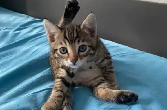 Пропала кошка, Пермь, ул. Маяковского 37/3