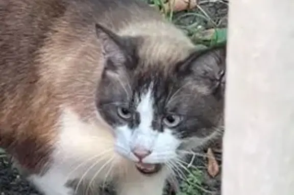 Кошка найдена: 3-й Автозаводский пр., 4