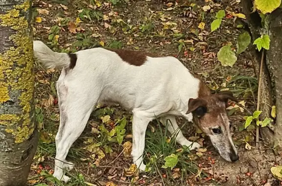 Найдена собака, Зеленоград, фото: Найдена собака, Андреевка к1605, Зеленоград