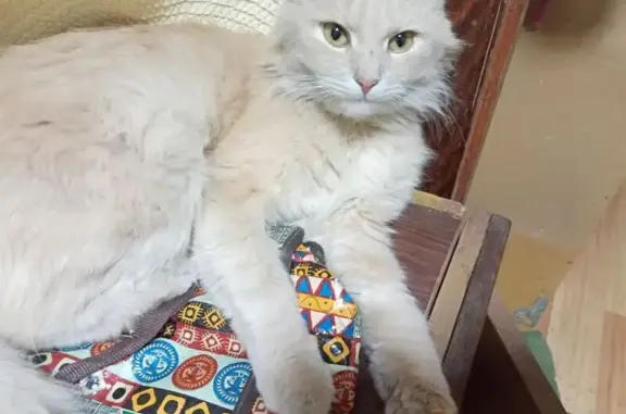 Кошка пропала, Гастелло 23, Луганск