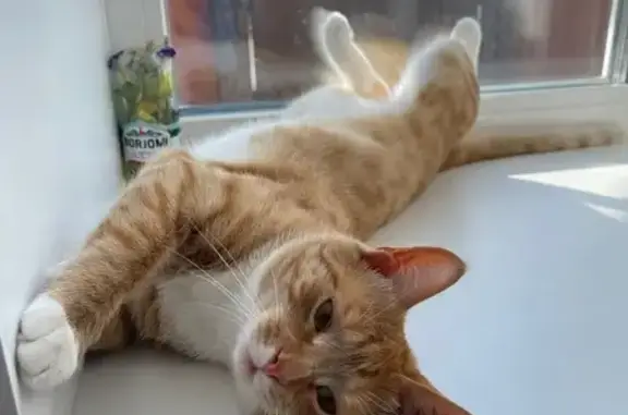 Пропал кот Рыжик, ул. Калинина, 1, Ржев