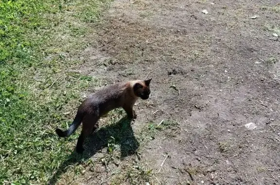 Пропала кошка в Воскресенском, Вологда
