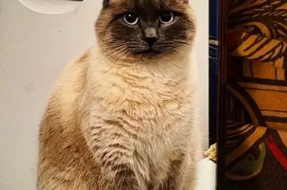 Пропала кошка, ул. 60 лет Октября, 18