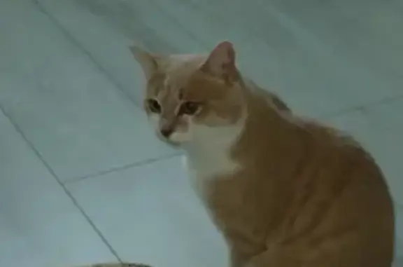 Кошки потеряшки, Оренбург, фото: Потеряшка кошка, ул. Дорофеева, 3, Оренбург