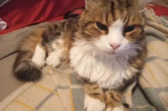 Пропала кошка, 4-й Экипажный пер., Ростов-на-Дону