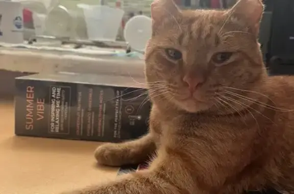 Найдена кошка, Екатеринбург, фото: Котик ждёт дом: пр. Космонавтов, 52