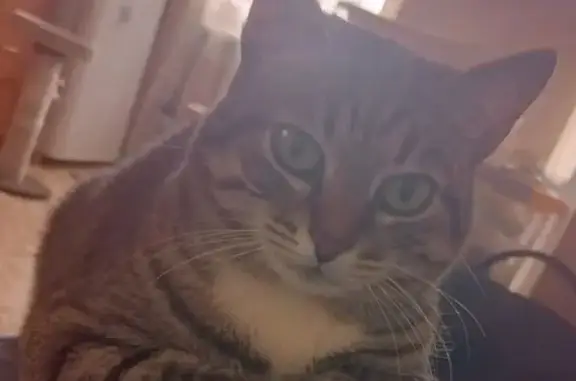 Пропала кошка, ул. Бутлерова 37, Дзержинск