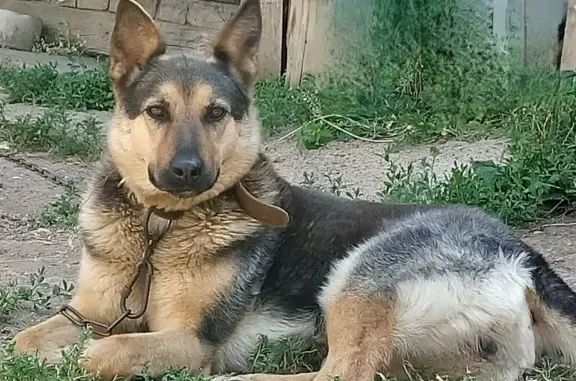 Собаки потеряшки, Уфа, фото: Потеряшка собака, ул. Комарова, Уфа