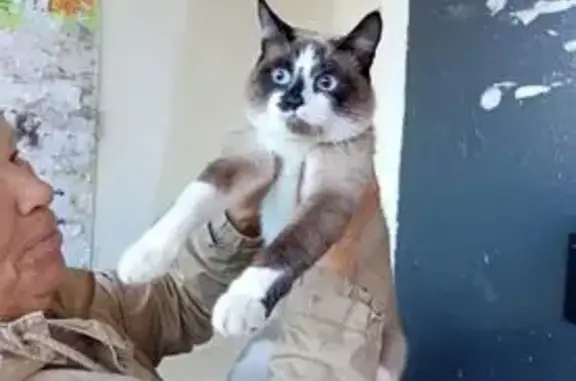 Кошки потеряшки, Барнаул, фото: Потеряшка сиамская кошка, Павловский 76