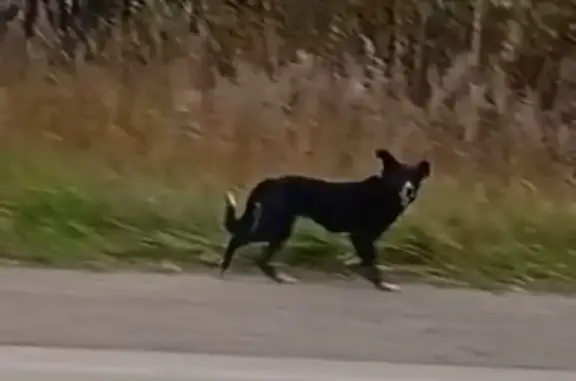Найдена собака, Краснокамск, фото: Собака найдена на Промышленной, Краснокамск