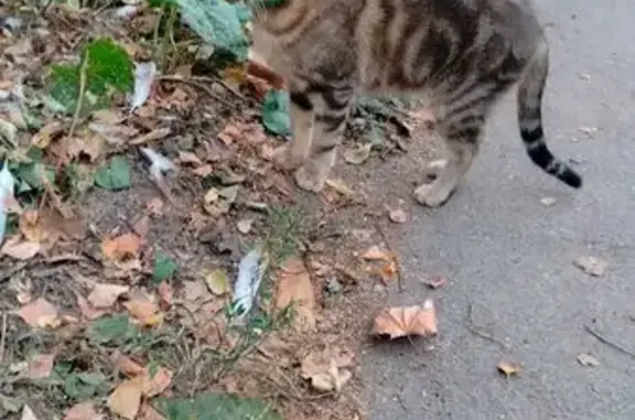 Кошка найдена: Заводская ул., 73, Курск