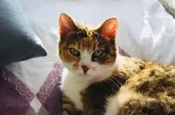 Кошки потеряшки, Ногинск-9, фото: Потеряшка кошка, Ногинск-9, Спортивная 2