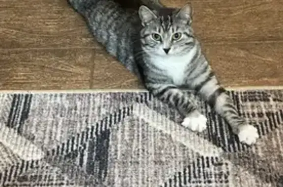 Кошки потеряшки, , фото: Потеряшка кошка, Полевая ул., 4, Ермолинское