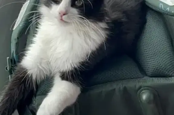 Кошки потеряшки, Майкоп, фото: Потеряшка кошка, Советская ул. 186, Майкоп