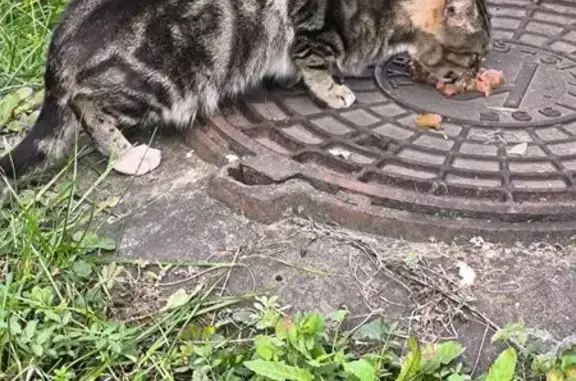 Найдена кошка, Ярославль, фото: Кошка найдена: Ленинградский пр., 54 к2