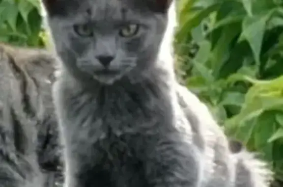 Кошки потеряшки, Тула, фото: Потеряшка кошка, Тула, Циолковского 2А