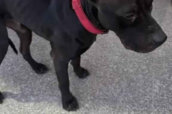 Собака найдена на Московском шоссе, 2Н