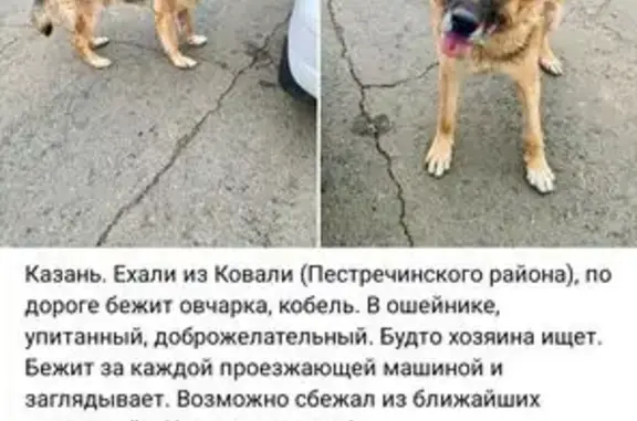 Собака найдена: Казань, Татарстан