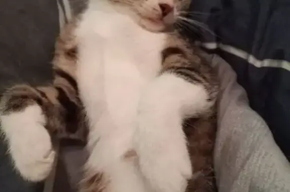 Кошки потеряшки, Вологда, фото: Потеряшка кошка, ул. Пугачёва 89, Вологда