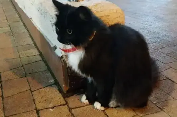 Найдена кошка, Московская область, фото: Кошка найдена: Звенигород, МО